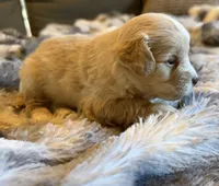 Valentino, a male Miniature Goldendoodle for sale in New Port Richey, FL – Photo 2 of 3