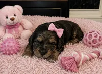 Tabitha , a female Miniature Bernedoodle for sale in New Port Richey, FL – 2 of 3