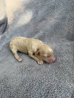 Ivy, a female Cockapoo for sale in New Port Richey, FL – Photo 6 of 9