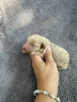 Ivy, a female Cockapoo for sale in New Port Richey, FL – Photo 2 of 9