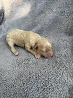 Ivy, a female Cockapoo for sale in New Port Richey, FL – Photo 7 of 9