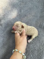 Ivy, a female Cockapoo for sale in New Port Richey, FL – Photo 8 of 9