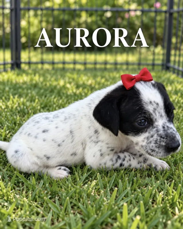 Aurora Dalmadoodle – Dalmatian puppy for sale in New Port Richey, FL