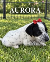 Aurora Dalmadoodle, a male Dalmatian for sale in New Port Richey, FL – 1 of 3