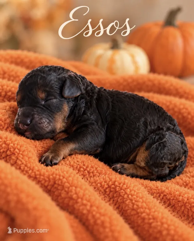 Essos F1bb Mini – Poodle - Miniature , Sheepadoodle puppy for sale in New Port Richey, FL