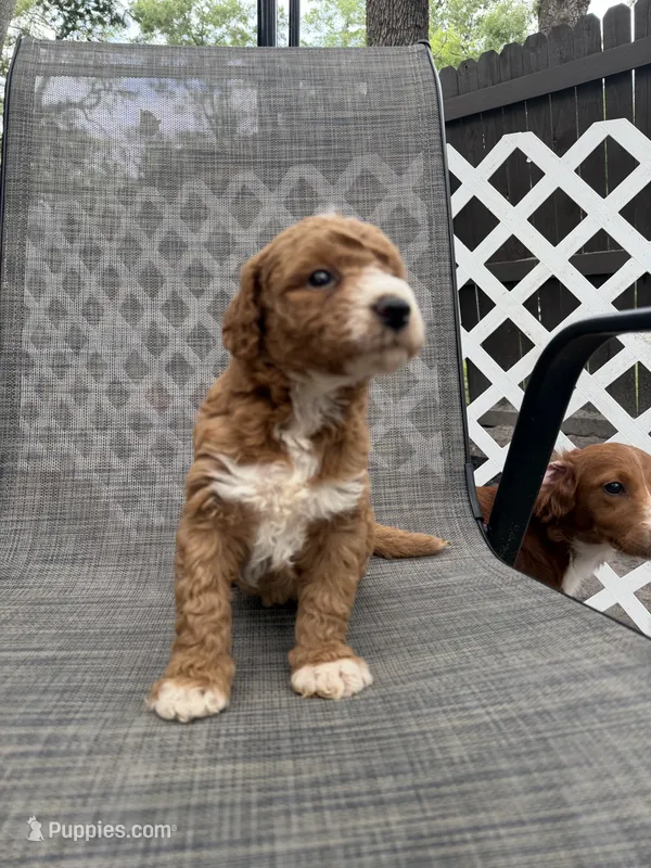 Emmett – Miniature Goldendoodle puppy for sale in New Port Richey, FL