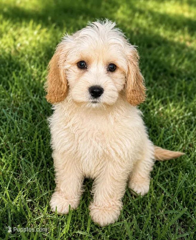 Xander  – Cavapoo puppy for sale in New Port Richey, FL