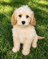 Xander , a male Cavapoo for sale in New Port Richey, FL – 1 of 1