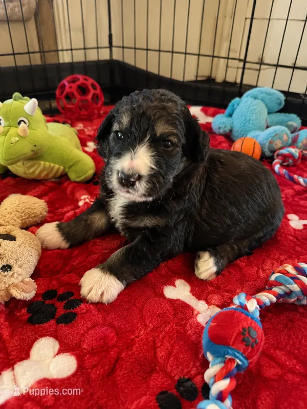 Rhys – Bernedoodle puppy for sale in New Port Richey, FL
