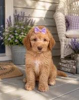 Becca, a female Aussiedoodle and Poodle - Standard  for sale in New Port Richey, FL – 2 of 2