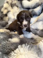 Stitch , a male Aussiedoodle for sale in New Port Richey, FL – Photo 4 of 5