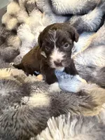Stitch , a male Aussiedoodle for sale in New Port Richey, FL – Photo 1 of 5