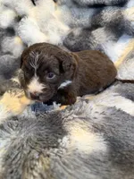 Stitch , a male Aussiedoodle for sale in New Port Richey, FL – Photo 5 of 5