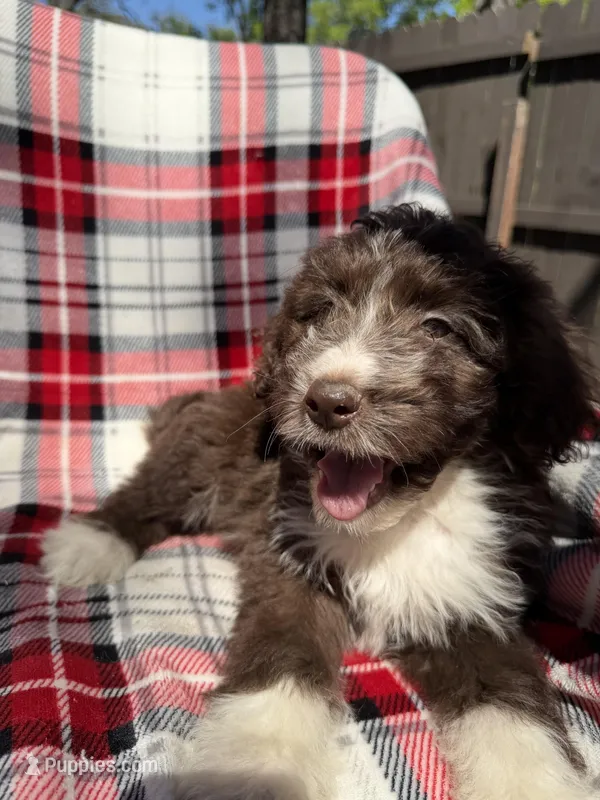 Stitch F1 – Aussiedoodle puppy for sale in New Port Richey, FL