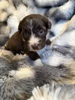 Stitch , a male Aussiedoodle for sale in New Port Richey, FL – Photo 3 of 5