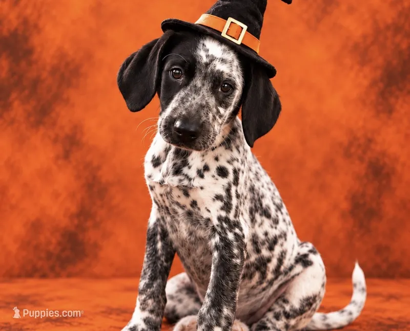 Aegon Mini Dalmadoodle – Dalmatian, Poodle - Miniature  puppy for sale in New Port Richey, FL