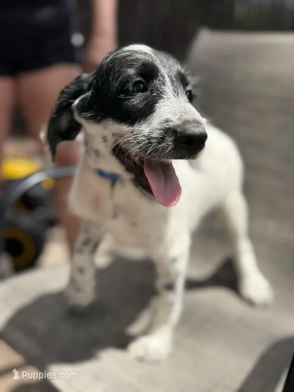 Wesley Dalmadoodle – Dalmatian, Poodle - Standard  puppy for sale in New Port Richey, FL