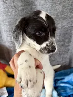 Wesley Dalmadoodle, a male Dalmatian for sale in New Port Richey, FL – Photo 3 of 5