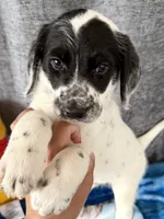 Wesley Dalmadoodle, a male Dalmatian for sale in New Port Richey, FL – Photo 1 of 5