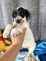 Wesley Dalmadoodle, a male Dalmatian for sale in New Port Richey, FL – Photo 5 of 5
