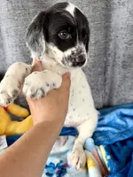 Wesley Dalmadoodle, a male Dalmatian for sale in New Port Richey, FL – Photo 2 of 5