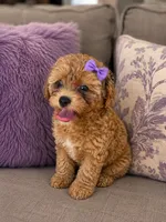 Iyla, a female Cockapoo for sale in New Port Richey, FL – 5 of 5
