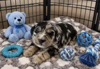 Tonka, a male Miniature Bernedoodle for sale in New Port Richey, FL – 2 of 3