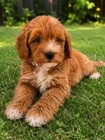 Ezra, a male Miniature Goldendoodle for sale in New Port Richey, FL – 1 of 2