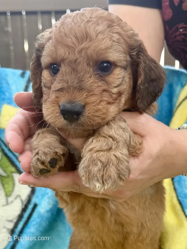 Bowan – Aussiedoodle, Poodle - Standard  puppy for sale in New Port Richey, FL