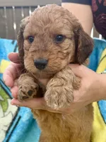 Bowan, a female Aussiedoodle and Poodle - Standard  for sale in New Port Richey, FL – 1 of 2