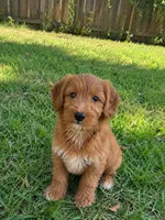 Elijah, a male Miniature Goldendoodle for sale in New Port Richey, FL – 4 of 4