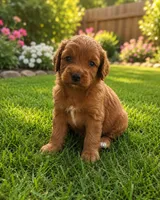 Pikacu, a male Miniature Goldendoodle for sale in New Port Richey, FL – 1 of 2