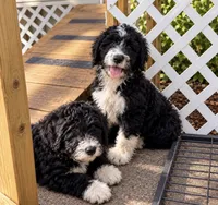 Rhea, a female Bernedoodle for sale in New Port Richey, FL – 3 of 4