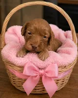 Natalie, a female Miniature Goldendoodle for sale in New Port Richey, FL – 2 of 2