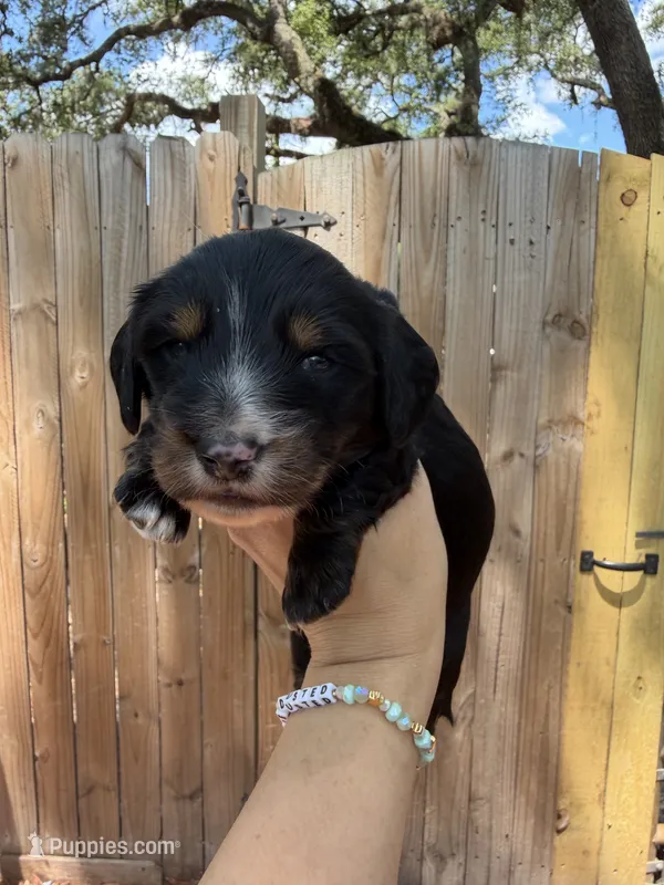 Flick AKC – Miniature Dachshund puppy for sale in New Port Richey, FL