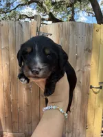 Flick AKC, a male Miniature Dachshund for sale in New Port Richey, FL – 1 of 6