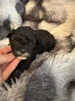 Trinity, a female Shihpoo for sale in New Port Richey, FL – Photo 3 of 3