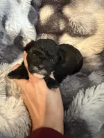 Trinity, a female Shihpoo for sale in New Port Richey, FL – Photo 1 of 3