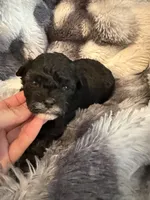 Trinity, a female Shihpoo for sale in New Port Richey, FL – Photo 2 of 3