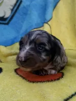 Fernando, a male Miniature Dachshund for sale in New Port Richey, FL – 4 of 9