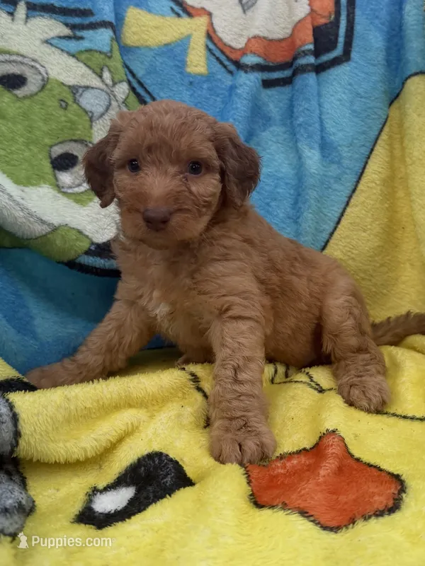 Bowan – Aussiedoodle, Poodle - Standard  puppy for sale in New Port Richey, FL