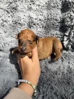 Bowan, a male Aussiedoodle and Poodle - Standard  for sale in New Port Richey, FL – Photo 8 of 9