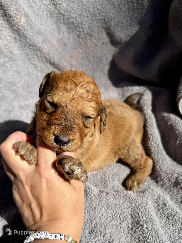 Bowan – Aussiedoodle, Poodle - Standard  puppy for sale in New Port Richey, FL