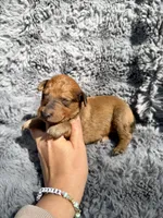 Bowan, a male Aussiedoodle and Poodle - Standard  for sale in New Port Richey, FL – Photo 9 of 9