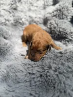 Bowan, a male Aussiedoodle and Poodle - Standard  for sale in New Port Richey, FL – Photo 3 of 9