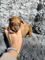 Bowan, a male Aussiedoodle and Poodle - Standard  for sale in New Port Richey, FL – Photo 6 of 9