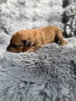 Bowan, a male Aussiedoodle and Poodle - Standard  for sale in New Port Richey, FL – Photo 2 of 9