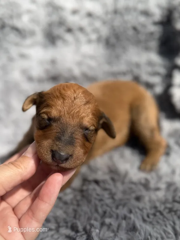 Bowan – Aussiedoodle, Poodle - Standard  puppy for sale in New Port Richey, FL