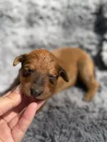 Bowan, a male Aussiedoodle and Poodle - Standard  for sale in New Port Richey, FL – Photo 1 of 9