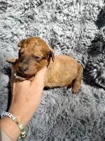 Bowan, a male Aussiedoodle and Poodle - Standard  for sale in New Port Richey, FL – Photo 7 of 9